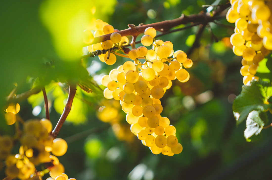 Chardonnay: The Shape-Shifting White Wine