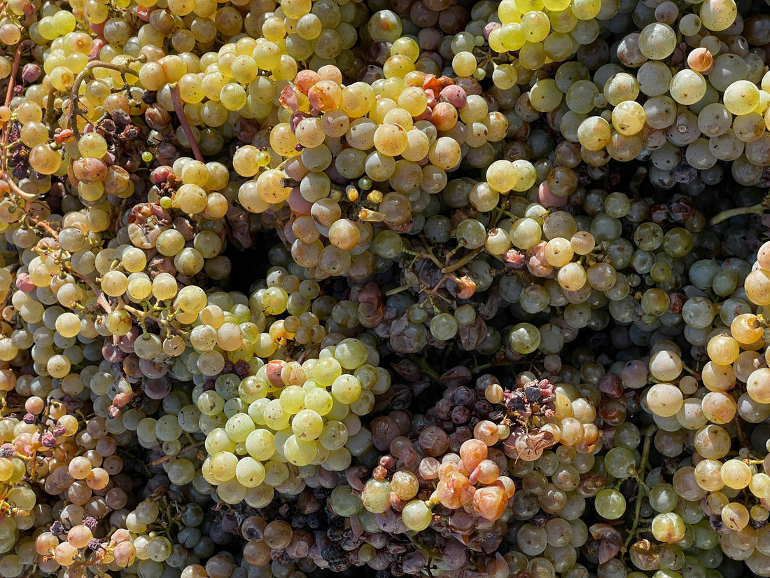 The DNA of Wine: Tracing the Family Tree of Grapes