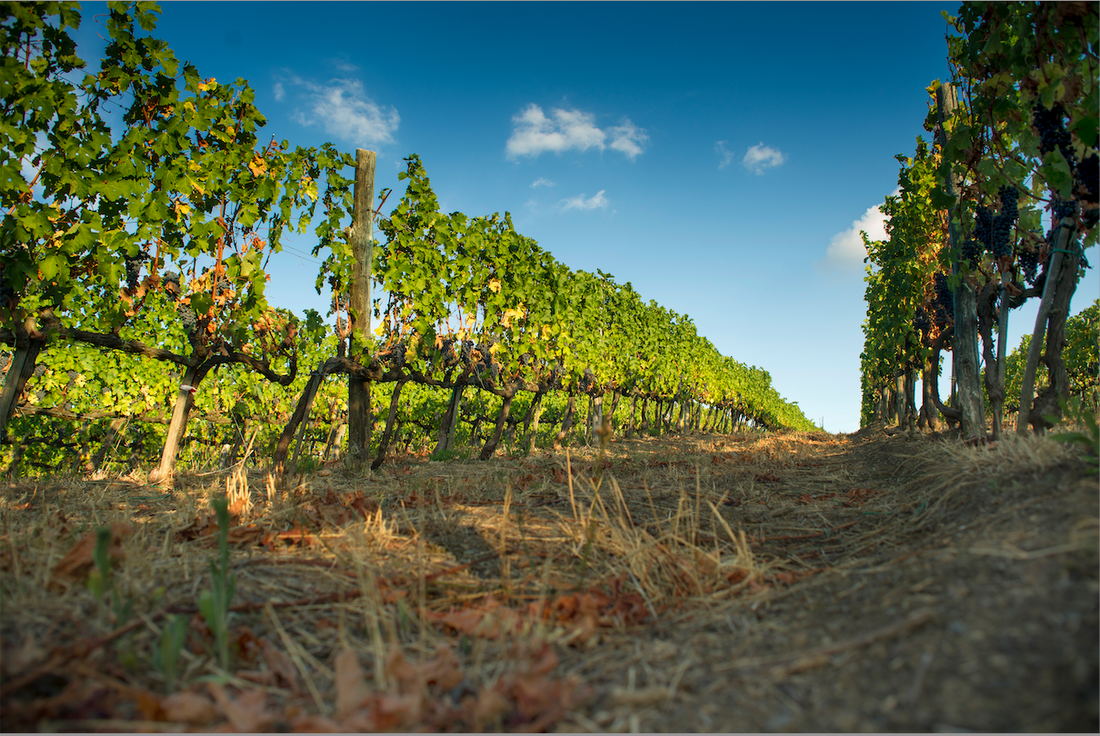 A Comprehensive Guide to Petite Sirah