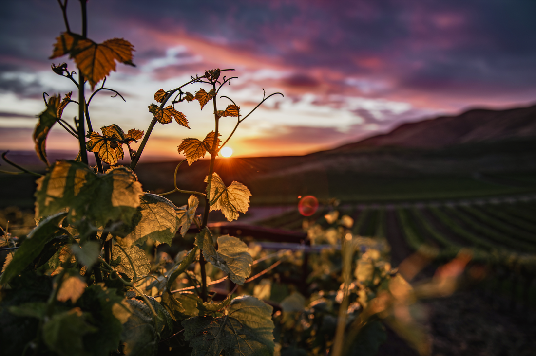 Exploring Carneros AVA