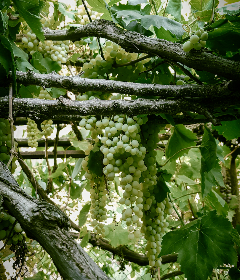 Sip Sustainably for Earth Day, Friends!