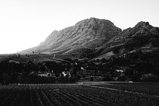 The Wine Scene of South Africa