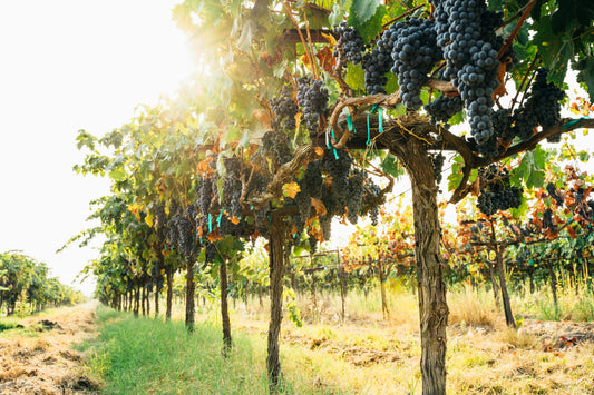 From Dusty to Delicious: The Grapes Making a Comeback
