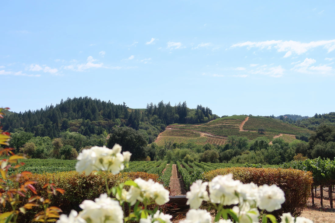 Exploring the Golden State’s Vineyard Treasures