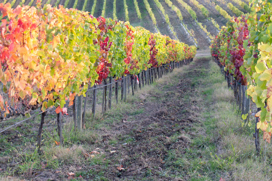 Red Mountain AVA: Washington's Bold Answer to Europe's Finest Wine Regions