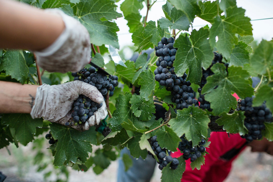 Marching Through the Vineyards